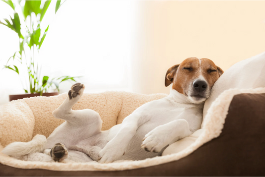5 Fun facts about dogs you probably didn’t know! (Part 2)