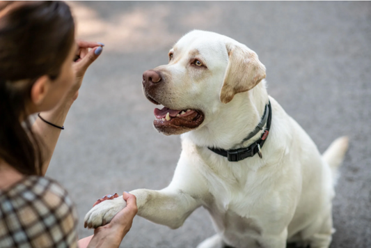 Simple tips to boost your dog training