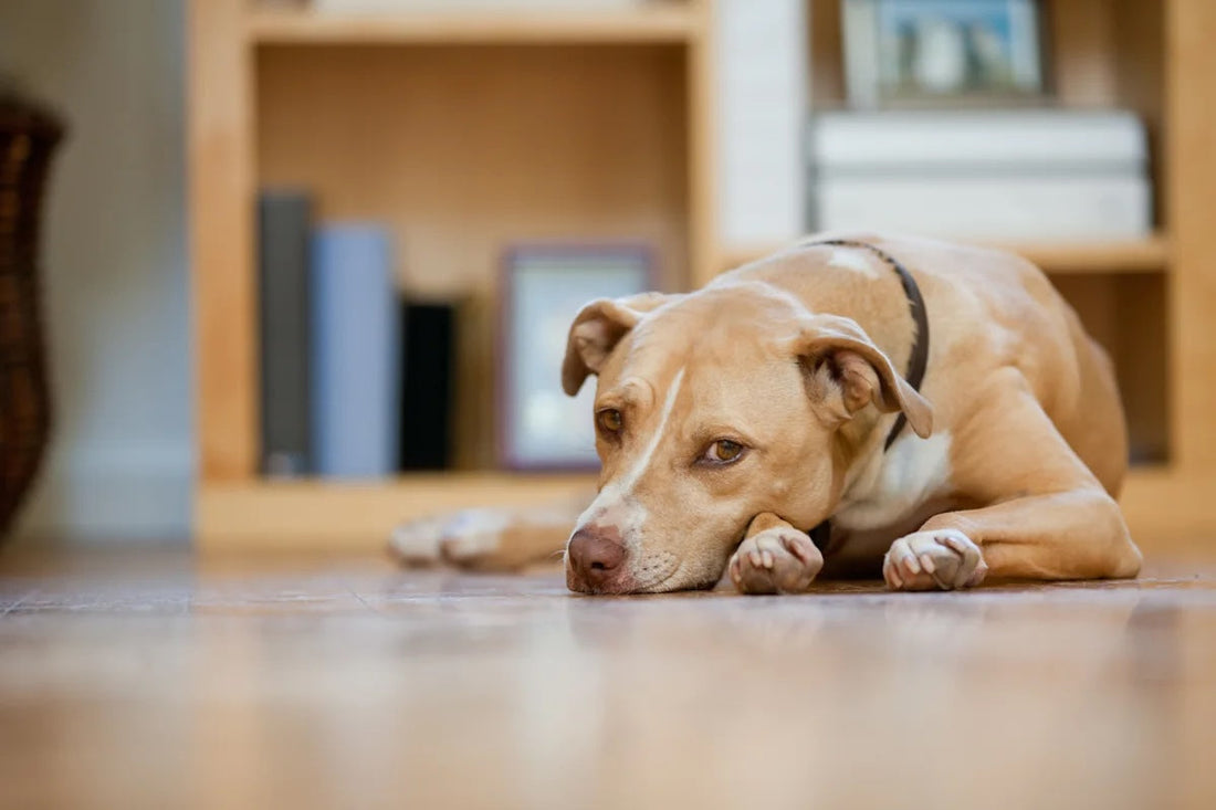 Enrichment toys for anxious dogs: what actually helps