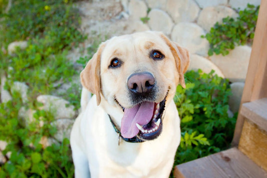 How to build a daily enrichment routine for your dog