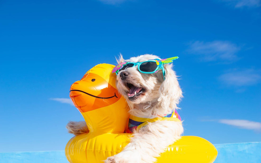 How to keep your dog cool and safe this summer (vet-backed tips)