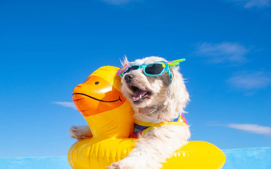 How to keep your dog cool and safe this summer (vet-backed tips)