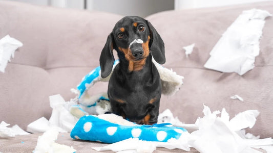 Best enrichment tools for dogs to reduce boredom and destructive behaviors