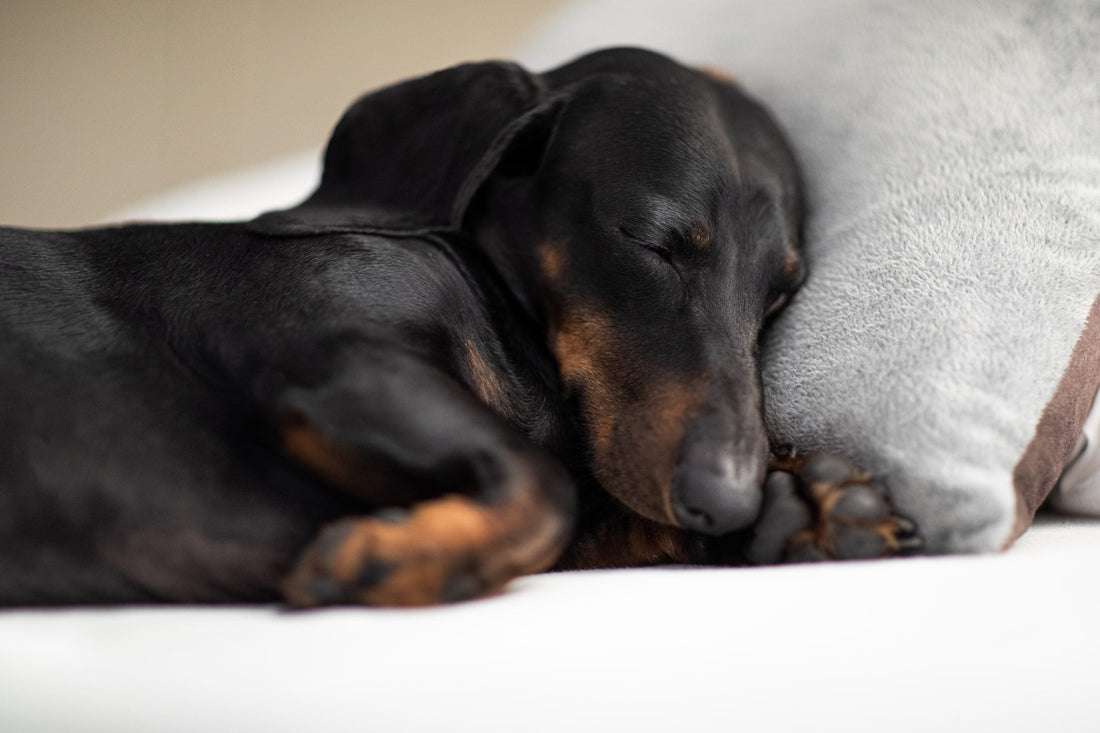 How to Mentally Tire Out a Dog Without More Exercise