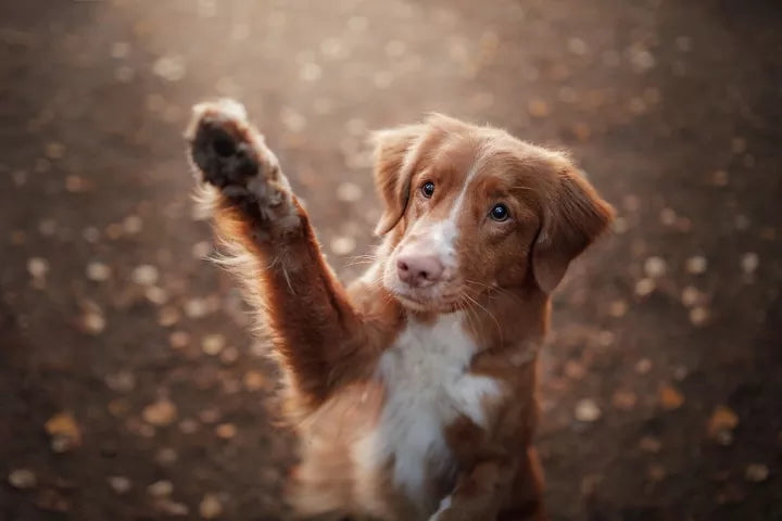 5 Fun facts about dogs you probably didn’t know!