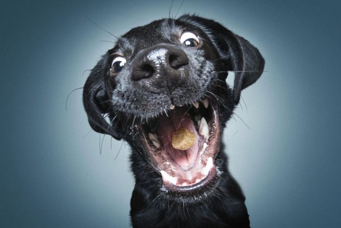 Are freeze dried dog treats healthy