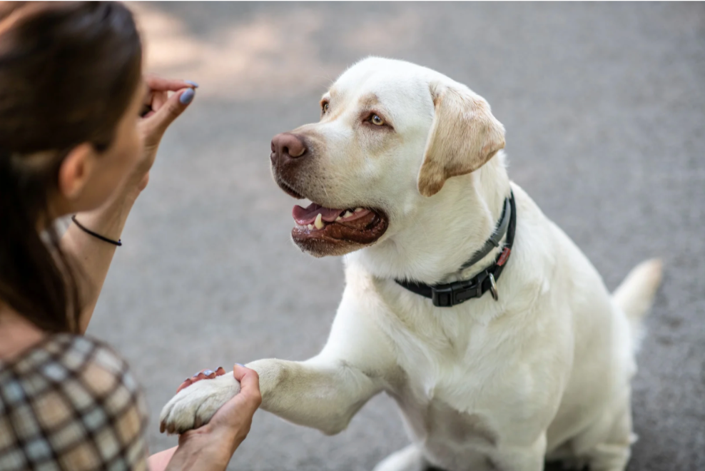 Simple tips to boost your dog training