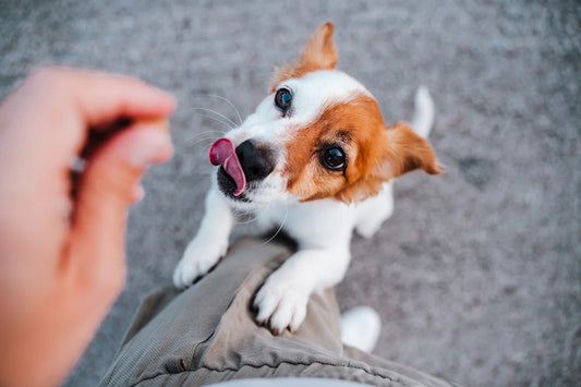 Why Freeze Dried Beef Liver is one of the healthiest treats for dogs