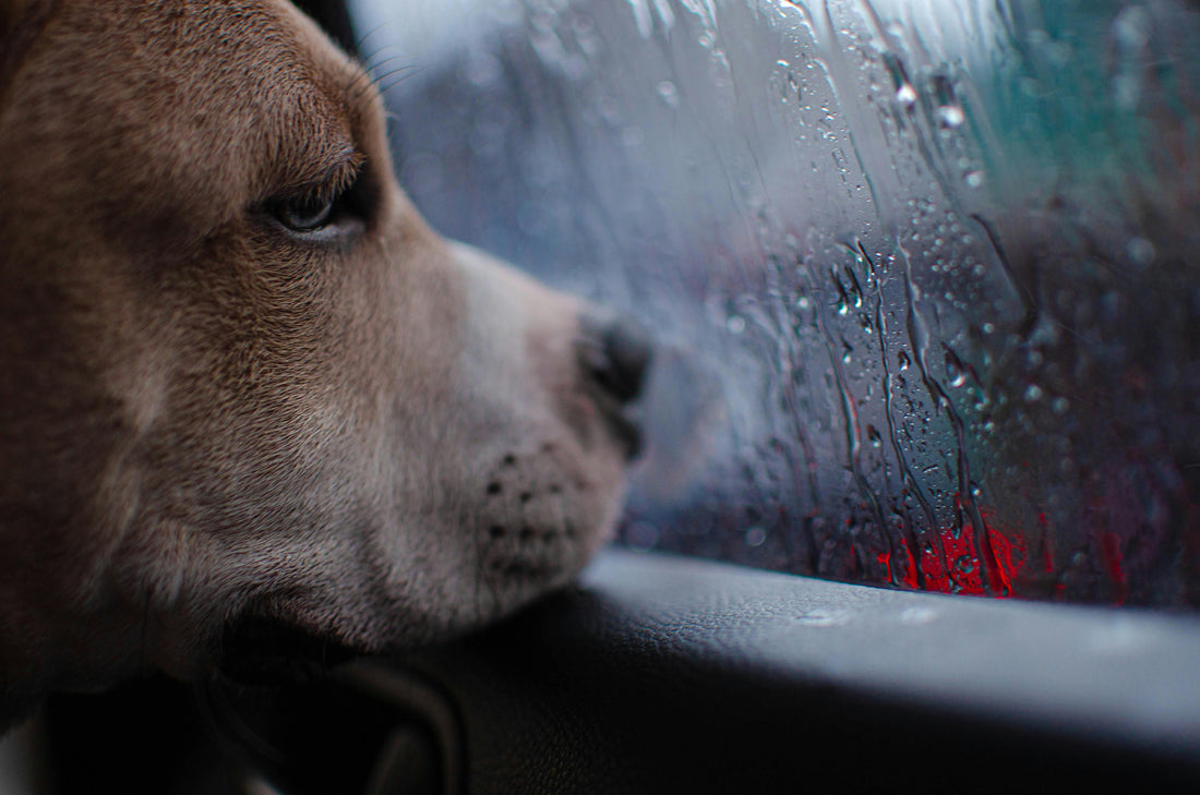 Indoor Enrichment for Dogs: 9 Easy Activities for Rainy Days